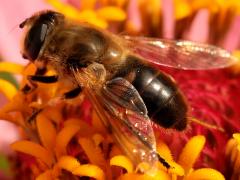 (Common Drone Fly) female profile