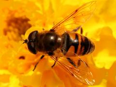 (Common Drone Fly) male dorsal