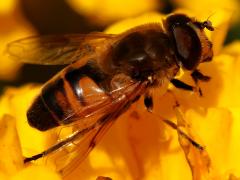 (Common Drone Fly) male lateral