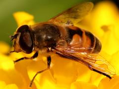 (Common Drone Fly) male profile