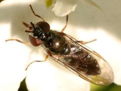 (Grey-spotted Sedgesitter) female dorsal