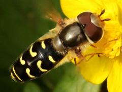 (Yellow-bowed Smoothwing) male back