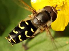 (Yellow-bowed Smoothwing) male hovering