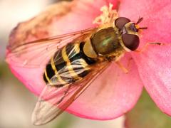 (Hairy-eyed Flower Fly) female dorsal