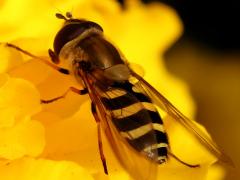 (Black-thighed Flower Fly) female lateral