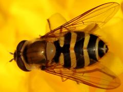 (Black-thighed Flower Fly) female nape