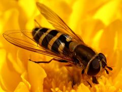 (Black-thighed Flower Fly) female nectaring