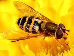 (Black-thighed Flower Fly) female profile