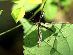 (Yamatotipula Crane Fly) halteres