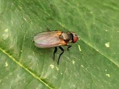 (Anthomyiidae Root-maggot Fly) dorsal