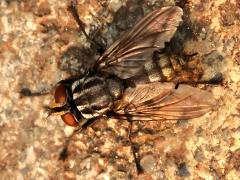 (Sarcophagidae Flesh Fly) female dorsal