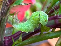 (White-bowed Smoothwing) maggot profile