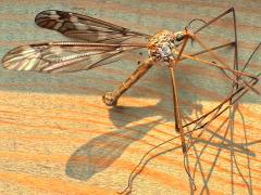(Tipula Crane Fly) dead lateral