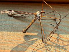 (Tipula Crane Fly) dead profile
