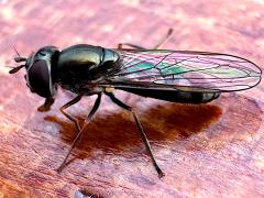 (Platycheirus Sedgesitter) profile