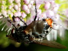 (Tachinini Bristle Fly) female dorsal
