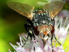 (Tachinini Bristle Fly) female face