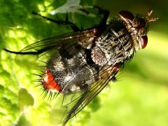 (Tachinini Bristle Fly) female dorsal