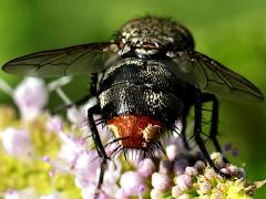 (Tachinini Bristle Fly) female rear