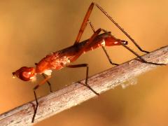 (Micropezidae Stilt-legged Fly) profile