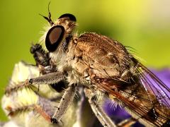 (Sand Hammertail) female feeding