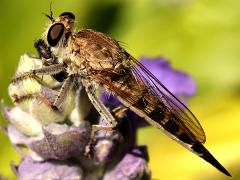 (Sand Hammertail) female profile