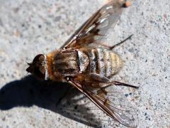 (Villini Bee Fly) dorsal