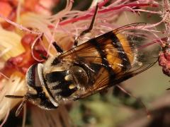 (Fornax Bromeliad Fly) female dorsal on Pink Fairy-Duster