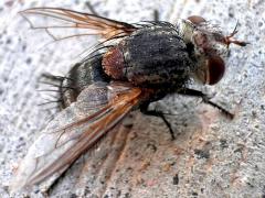 (Tachinid Fly) female back