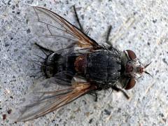 (Tachinid Fly) female dorsal