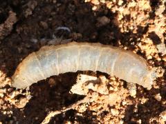 (Tipulidae Crane Fly) larva