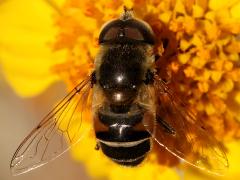 (Yellow-shouldered Drone Fly) male dorsal