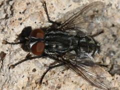 (Oestroidea Fly) dorsal