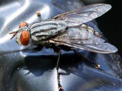 (Macronychiini Satellite Fly) dorsal