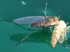 (Hydrophorus Long-legged Fly) molted