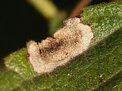 (Lantana Leaf Blotch Miner) blotch mine on Common Lantana