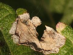 (Lantana Leaf Blotch Miner) blotched mine on Common Lantana