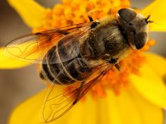 (Yellow-shouldered Drone Fly) female dorsal