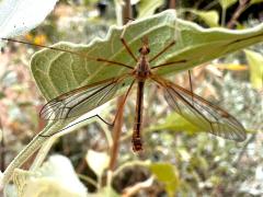 (Tipula Crane Fly) dorsal