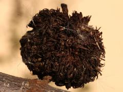 (Large Creosote Gall Midge) round gall on Creosote Bush