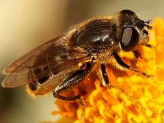 (Common Sickleleg) female profile