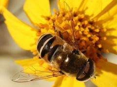 (Yellow-shouldered Drone Fly) male dorsal
