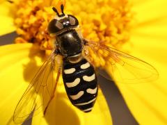 (Large-tailed Aphideater) female dorsal