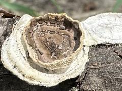 (Little Nest Polypore) top