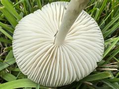(Deer Mushroom) underside