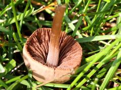 (Coprinopsis Inkcap) underside