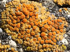 (Tiny Firedot Lichen) on rocks