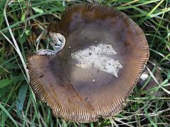 (Amanita Mushroom) six upperside