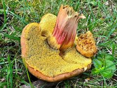 (Red-cracking Bolete) underside