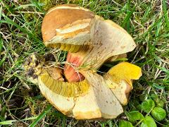 (Red-cracking Bolete) upperside